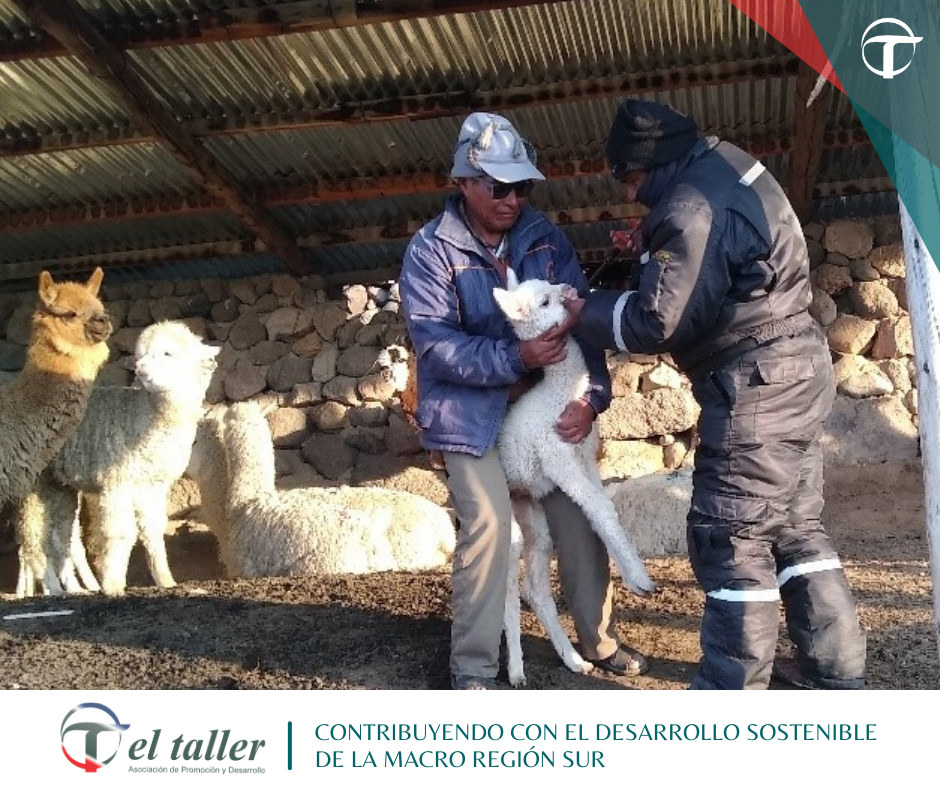 BIENESTAR EN LA CRIANZA DE CAMÉLIDOS SUDAMERICANOS